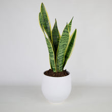 Load image into Gallery viewer, VASE 10
